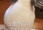 一只傲娇的字母圈sub